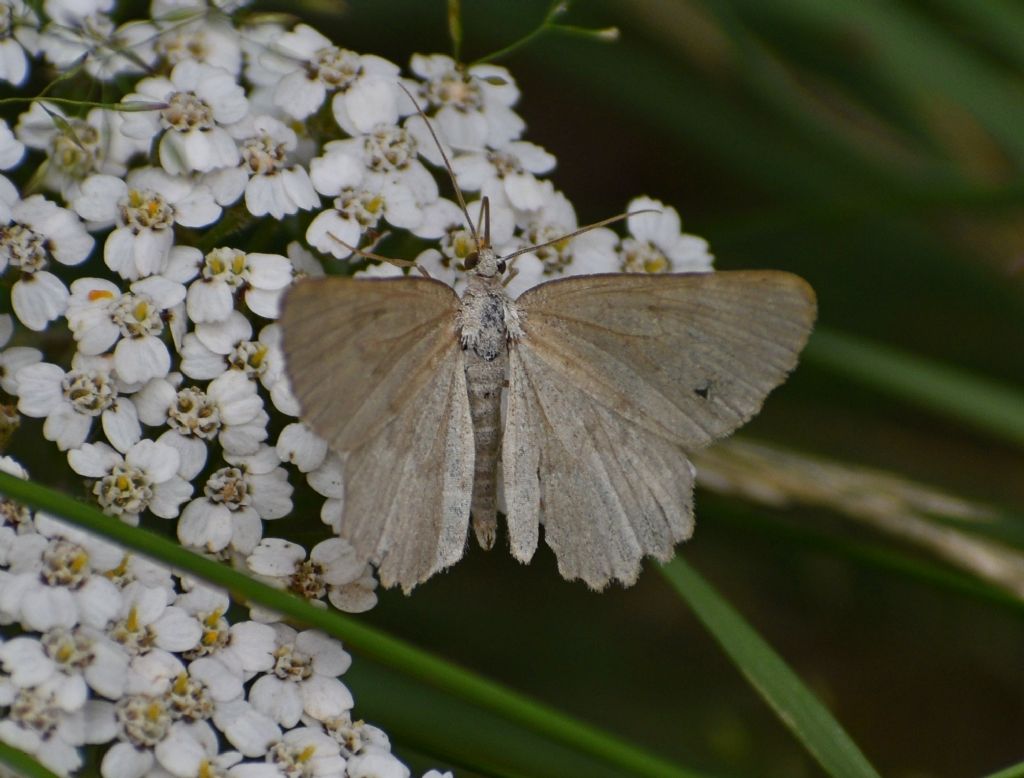 Falena da identificare